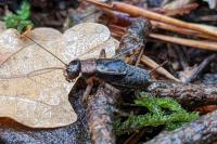 Nemobius sylvestris