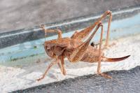 Pholidoptera griseoaptera