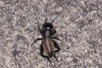 Gryllus campestris