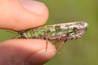 Aiolopus thalassinus