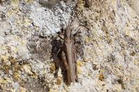 Gomphocerippus vagans