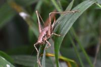 Pholidoptera griseoaptera