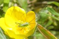 Tettigonia viridissima
