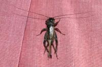 Eumodicogryllus bordigalensis