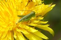 Tettigonia viridissima