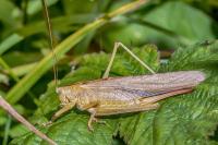 Tettigonia viridissima