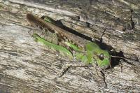 Aiolopus thalassinus