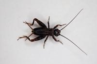 Nemobius sylvestris