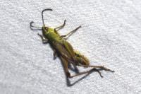 Pseudochorthippus parallelus