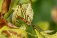 Leptophyes punctatissima