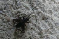 Nemobius sylvestris