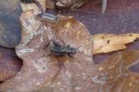 Nemobius sylvestris