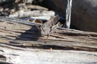 Aiolopus strepens