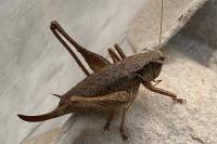 Pholidoptera griseoaptera