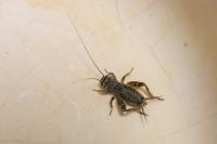 Eumodicogryllus bordigalensis