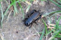Gryllus campestris