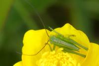 Tettigonia viridissima