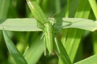 Tettigonia viridissima