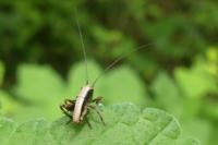 Pholidoptera griseoaptera