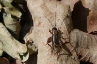 Nemobius sylvestris
