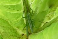 Tettigonia viridissima