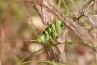 Tettigonia viridissima