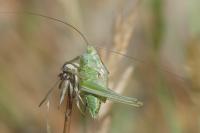 Tettigonia viridissima
