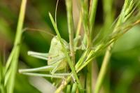 Tettigonia viridissima