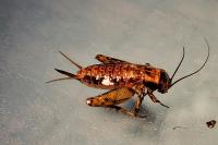 Nemobius sylvestris