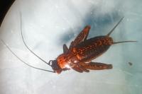 Nemobius sylvestris