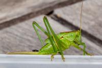 Tettigonia viridissima