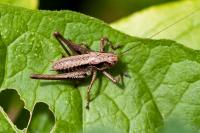 Pholidoptera griseoaptera