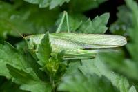 Tettigonia viridissima