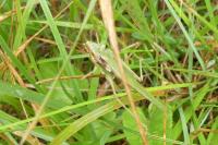 Tettigonia viridissima