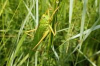 Tettigonia viridissima