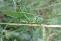Tettigonia viridissima