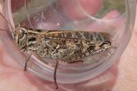 Calliptamus barbarus