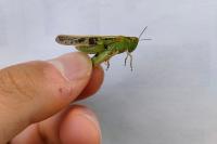 Aiolopus thalassinus