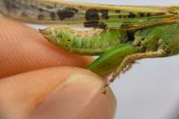 Aiolopus thalassinus