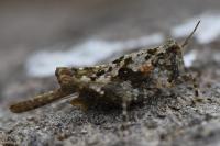 Paratettix meridionalis