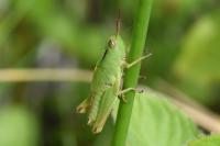 Paracinema tricolor bisignatum