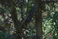 Locusta migratoria