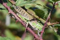 Locusta migratoria