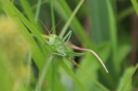 Tettigonia viridissima