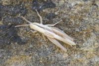 Euchorthippus elegantulus