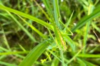 Tettigonia viridissima