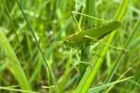 Tettigonia viridissima