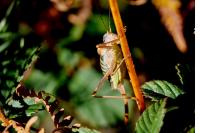 Ephippiger diurnus