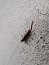 Pholidoptera griseoaptera