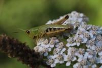 Pseudochorthippus parallelus